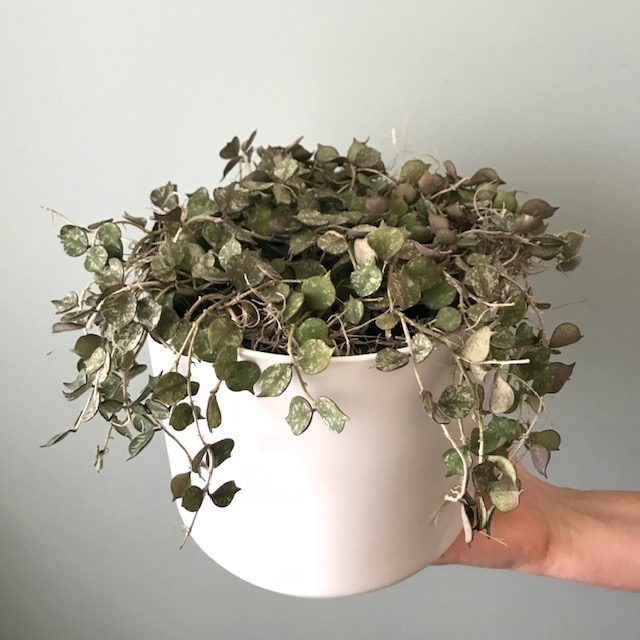 Hairy Hoya plant