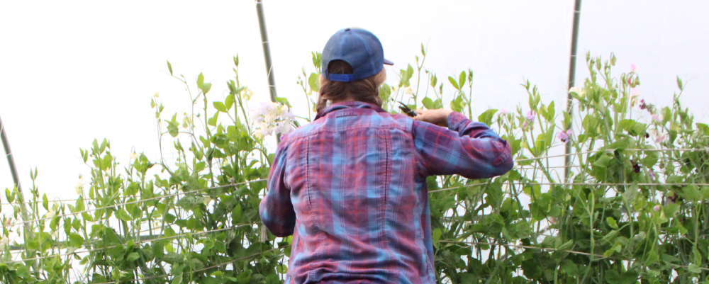 Harvesting Sweet Pees