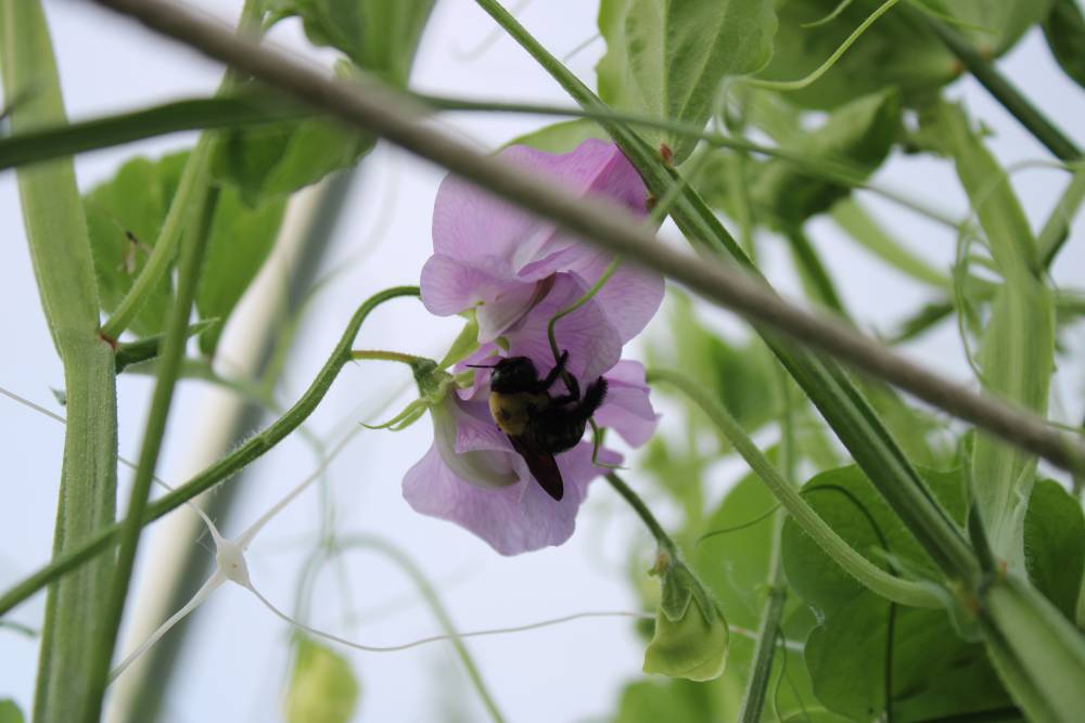 Bee sleeping in sweet peas