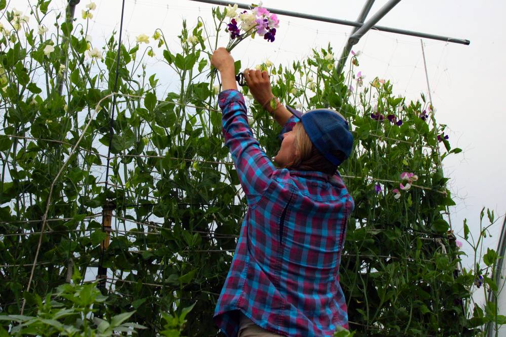 Sweet peas up high