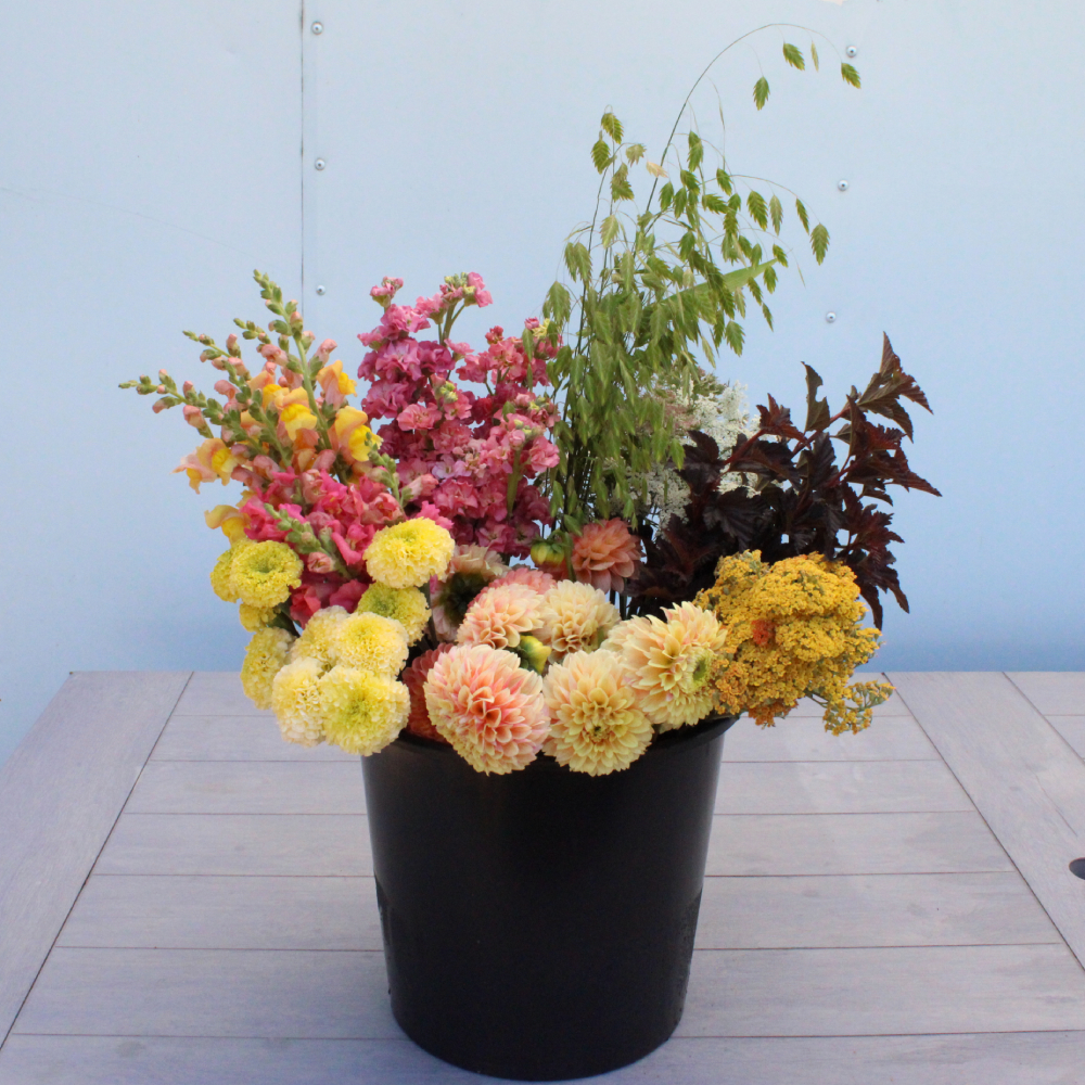 bucket of beauties